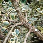 Luma apiculata Coajă