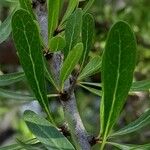 Argania spinosa Leaf