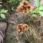 Juncus torreyi Fruit