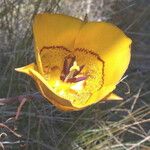 Calochortus clavatus Flor