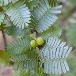 Porlieria microphylla Plod
