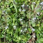 Myosotis pusilla Hábito