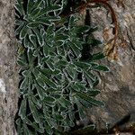 Saxifraga crustata 形态