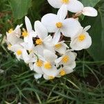 Begonia minor Цвят