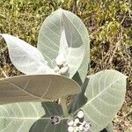 Calotropis procera Feuille