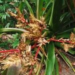 Aechmea blanchetiana Flor