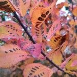 Cotinus obovatus পাতা