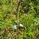 Chascanum hildebrandtii Blomst