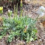 Crepis albida Celota