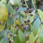 Trichilia elegans Fruit