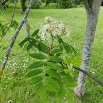 Sorbus aucuparia Φύλλο