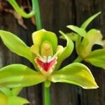 Cymbidium lowianum Floare