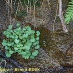 Saxifraga corsica Habitus