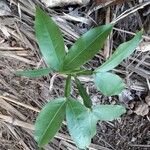 Melicoccus bijugatus Leaf