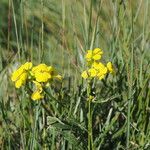 Erysimum pulchellum Yeri