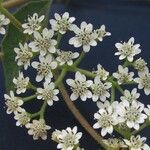 Verbesina turbacensis Fula