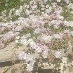 Drosanthemum floribundumЦветок