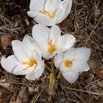 Crocus cancellatus অভ্যাস