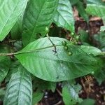 Psychotria schweinfurthii Frucht