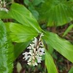 Alpinia galanga Flower