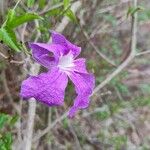 Bignonia callistegioides Květ