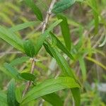 Buddleja alternifolia पत्ता