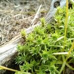 Saxifraga aspera Leaf