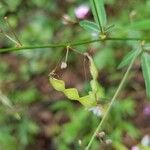 Desmodium paniculatumVili