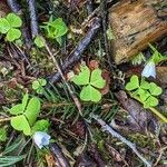 Oxalis acetosella Агульны выгляд