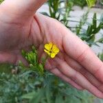 Oenothera parvifloraFlor