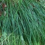 Festuca heterophylla Hoja