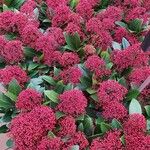 Skimmia japonica Flower