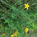 Hypericum australe Habit