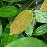 Cinnamomum verum Leaf