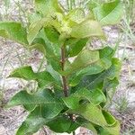 Asclepias tomentosa Levél