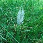 Plantago mediaBlüte