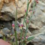 Polygonum aviculare Flor