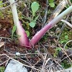 Ferula glauca Corteccia