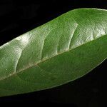 Licania guianensis Leaf