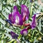 Astragalus arnottianus Blüte