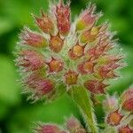 Mentha aquatica Fruit