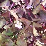 Oxalis triangularis Folla