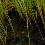 Exochaenium exiguum Συνήθη χαρακτηριστικά