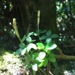 Peperomia rotundifolia 形態