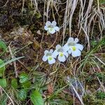Pinguicula alpina Hábito