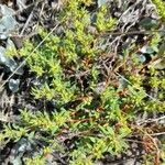 Euphorbia schickendantzii Συνήθη χαρακτηριστικά