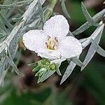 Gomphostigma virgatum Flower