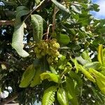 Cupaniopsis anacardioides Fruit