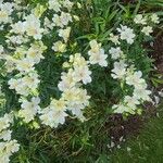 Alstroemeria aureaFlower