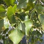 Populus x canadensis Frunză